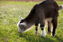Portrait Of A Juvenile Goat