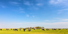 Panoramic Image Of Milk Cows On The Dutch Island Of Texel