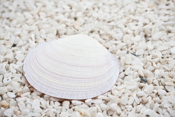 Seashells