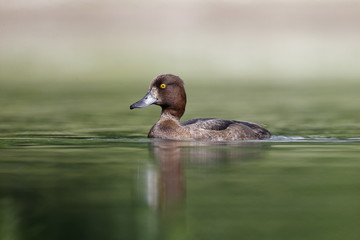 Wall Mural - tufted duck, aythya fuligula