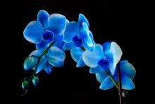Blue Sapphire Orchid