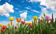 Happy Easter: Tulip field with blue sky :)