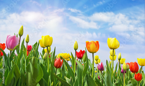 wesolych-swiat-pole-tulipanow-z-niebieskim-niebem