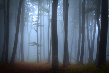 Fototapete - Foggy mystic forest during autumn