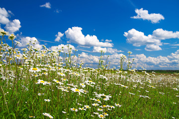 Sticker - summer rural landscape with a blossoming meadow and the blue sky