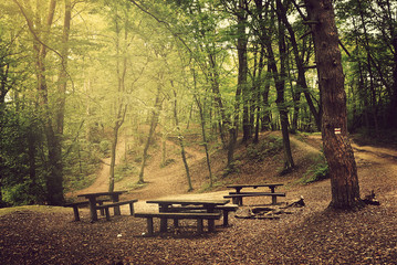 Canvas Print - Camp in the forest