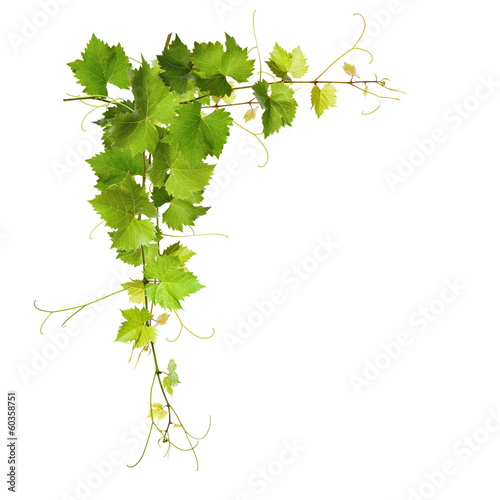 Fotografía Bunch of green vine leaves and grapes vine