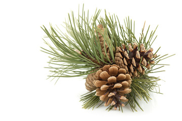 Wall Mural - pine cones