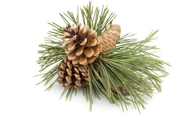Wall Mural - pine cones
