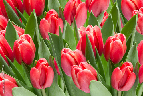 Naklejka - mata magnetyczna na lodówkę tulip flowers