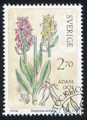 Sticker - Elder flowered Orchid