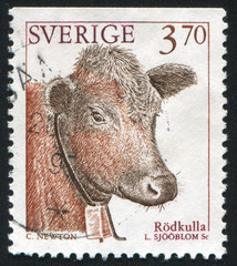 Sticker - Red polled cattle