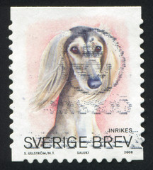 Poster - Saluki