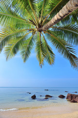 Canvas Print - palms tree