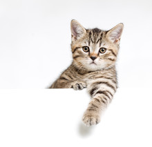 Cat Or Kitten Isolated Behind White Signboard
