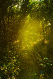 Fototapeta Pokój dzieciecy - beautiful green forest warm