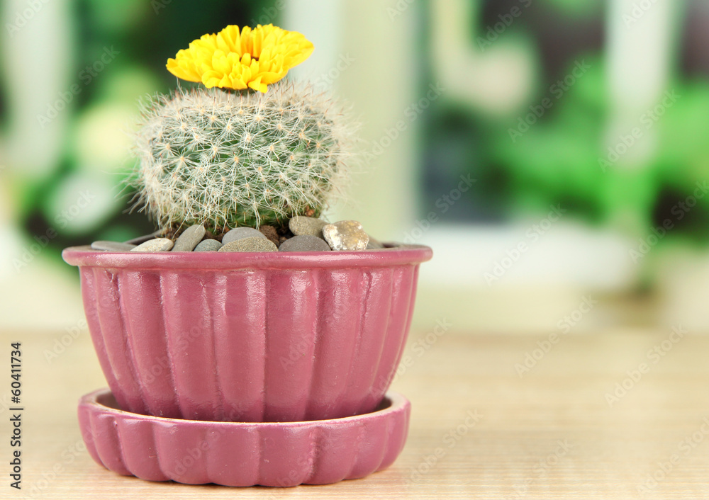 Cactus in flowerpot with flower, on wooden windowsill