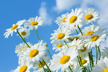 beautiful daisies on a background of blue sky