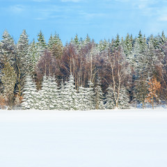 Wall Mural - winter scenery