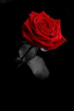 A Red Rose On Black Background - Valentine Day Gift - Love Concept Background With Copy Space