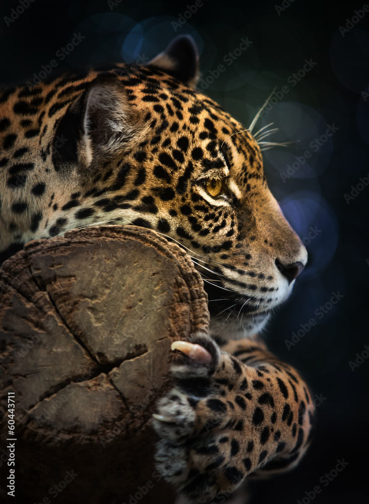 jaguar