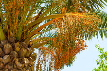 Fruit Of The Date Palm Tree
