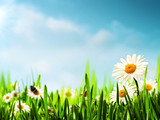 Fototapeta Na sufit - Daisy flowers on the meadow, seasonal backgrounds for your desi
