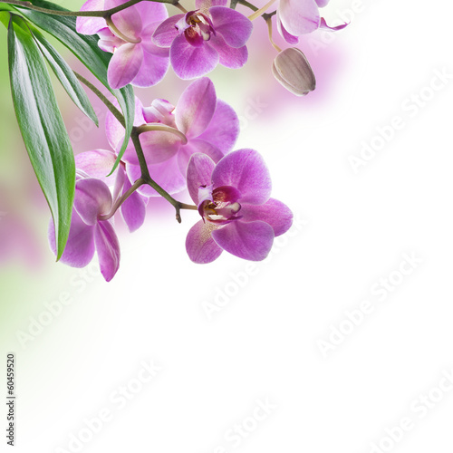 Naklejka dekoracyjna Floral background of tropical orchids