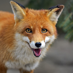 Wall Mural - fox portrait in natural habitat