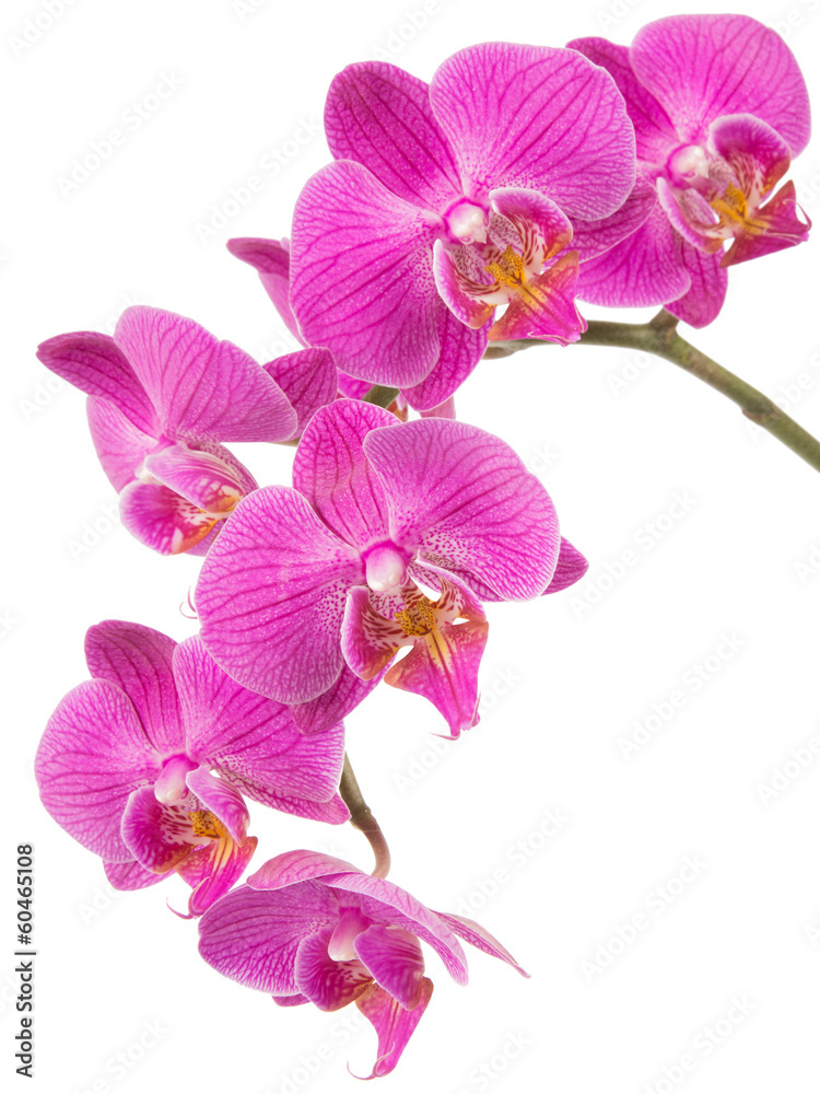 Orchidea na białym tle - obrazy, fototapety, plakaty 