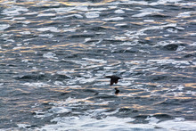 Cormorant Flying Over Ocean