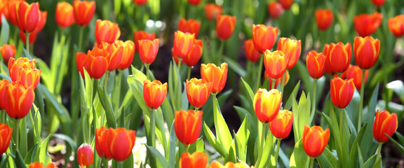 Wall Mural - coloured tulip on nature background