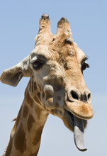 Giraffe With Tongue