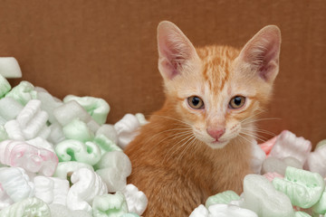 Kitten playing in box