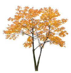 Wall Mural - bright orange isolated maple tree