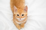 Fototapeta Koty - Orange tabby kitten