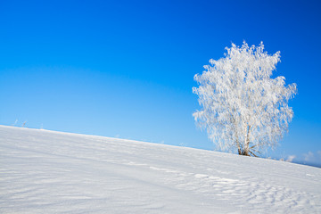 Sticker - winter landscape with a lonely tree and the blue sky