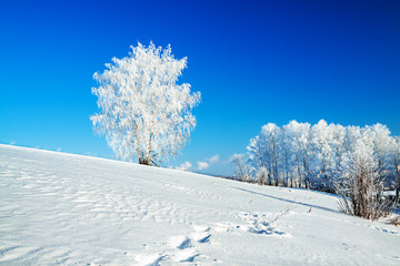 Canvas Print - winter landscape with a lonely tree and the blue sky