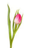 Fototapeta Tulipany - Tulip isolated on white 