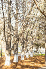 Wall Mural - autumn trees, standing in a row