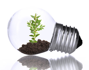 Green eco energy concept. Plant growing inside light bulb,