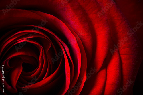 Plakat na zamówienie Natural red roses background