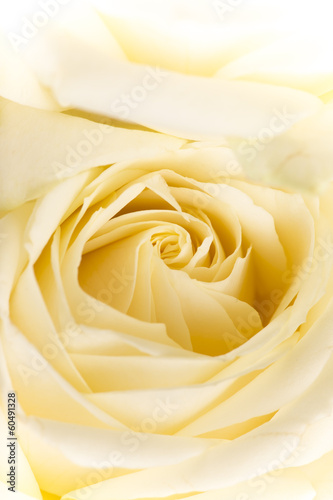 Naklejka ścienna Natural tint yellow roses background