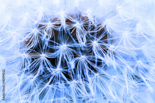 Naklejka ścienna The Dandelion background.