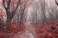 Red Leaves Forest