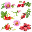 Rose hips (Rosa canina) flowers and fruits isolated on white