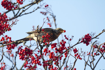 fieldfare (turdus pilaris)