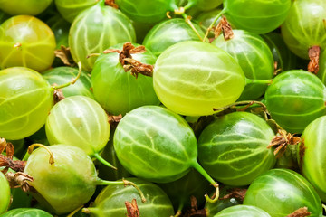 Canvas Print - Gooseberries