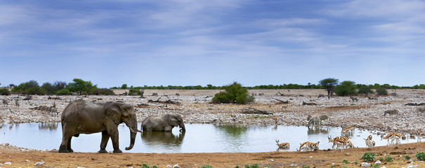 Wall Mural - Elefanten und Zebras im Etosha Park, Namibia