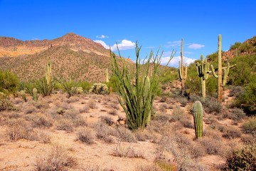 Wall Mural - Arizona desert view near Phoenix